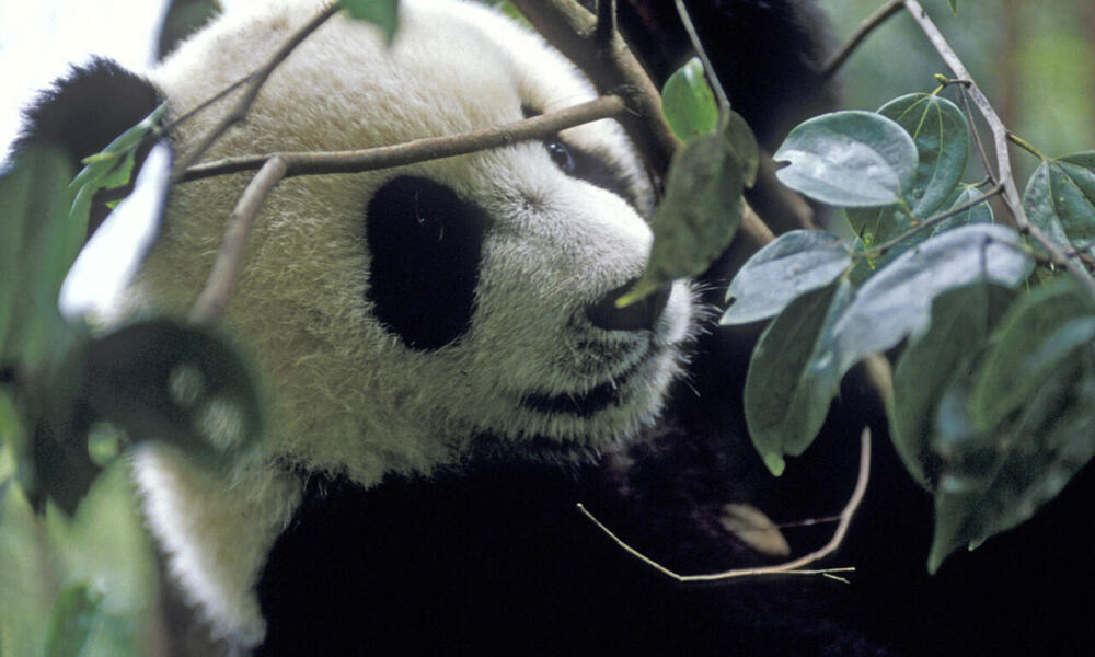 Giant Panda