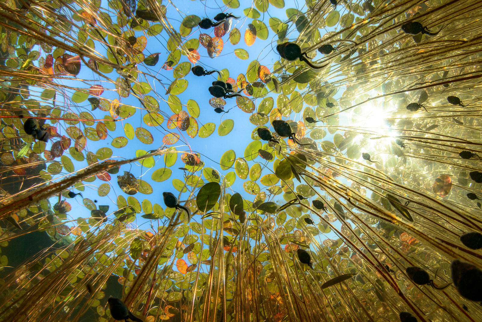 Underwater view of swimming tadpoles from below