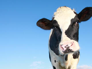 Holstein cow portrait