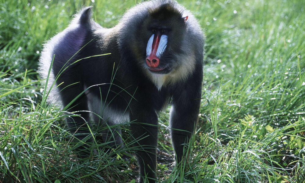 Mandrill