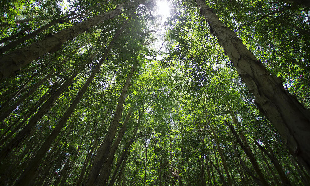 Looking skyward to treetops in a forest