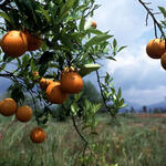 oranges on a tree