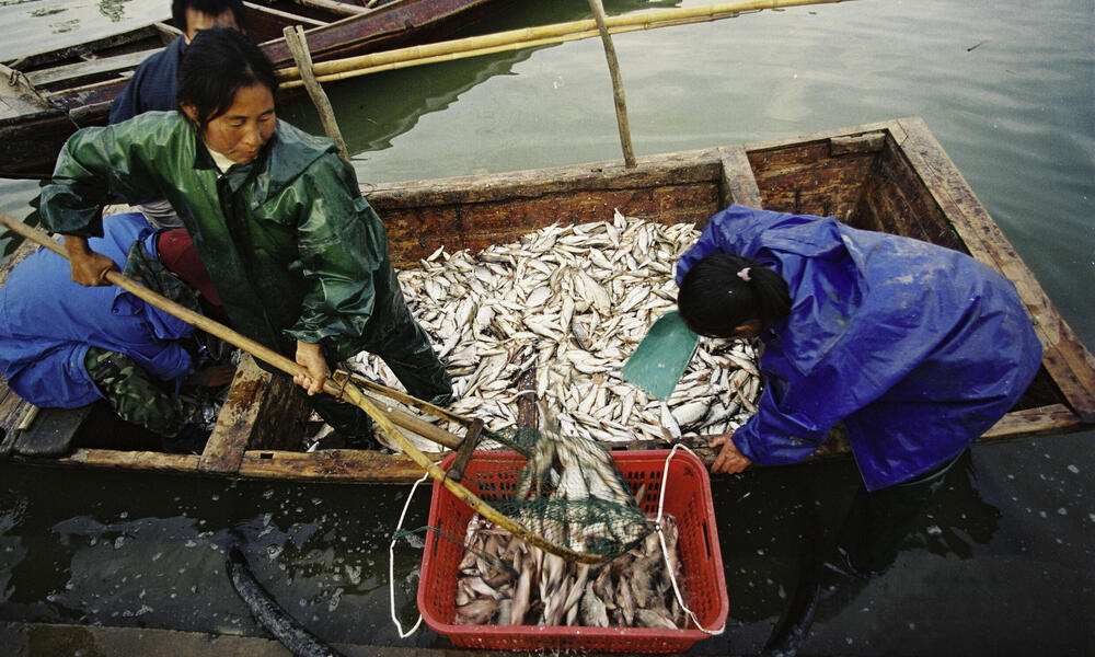 Three people who fish scoop their catch from the boat into a red basket.