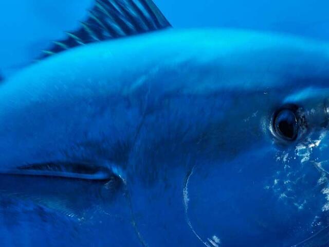 Bluefin tuna