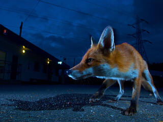 Closeup of fox peering left