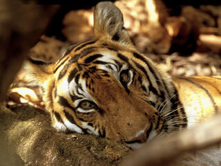 captive tiger behind fence