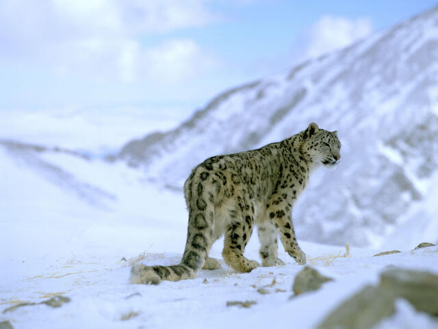 Snow leopard