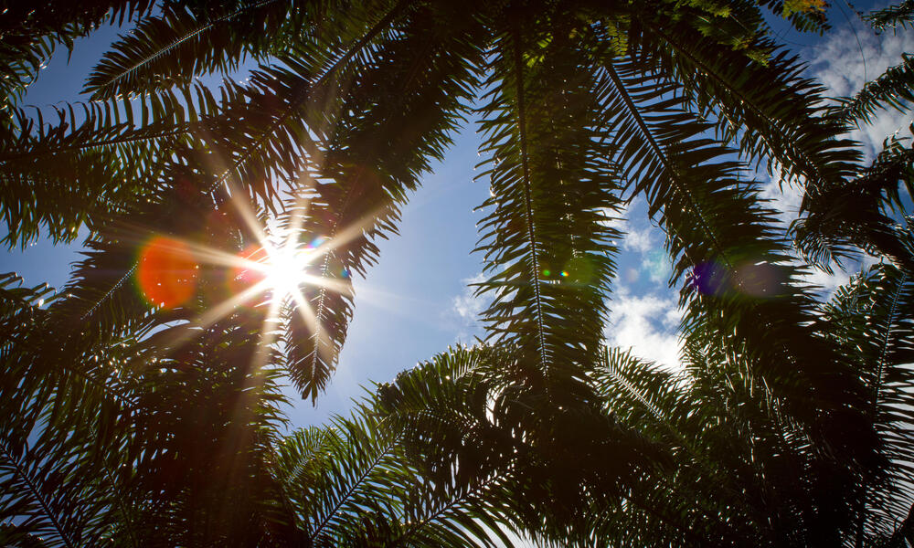 palm tree leave