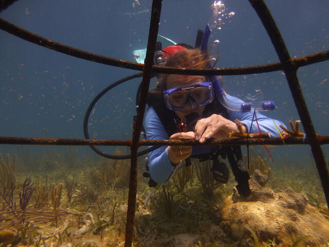 Coral nursery