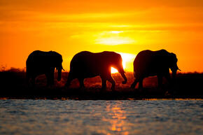 African elephants (Loxodonta africana) in the Bwabwata National Park (Buffalo core area) in the Zambezi Region of Namibia.