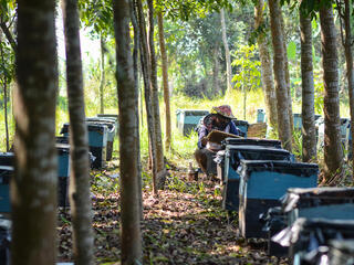 Man opening beehive under trees