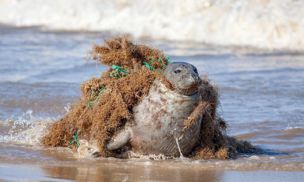 Ghost fishing gear