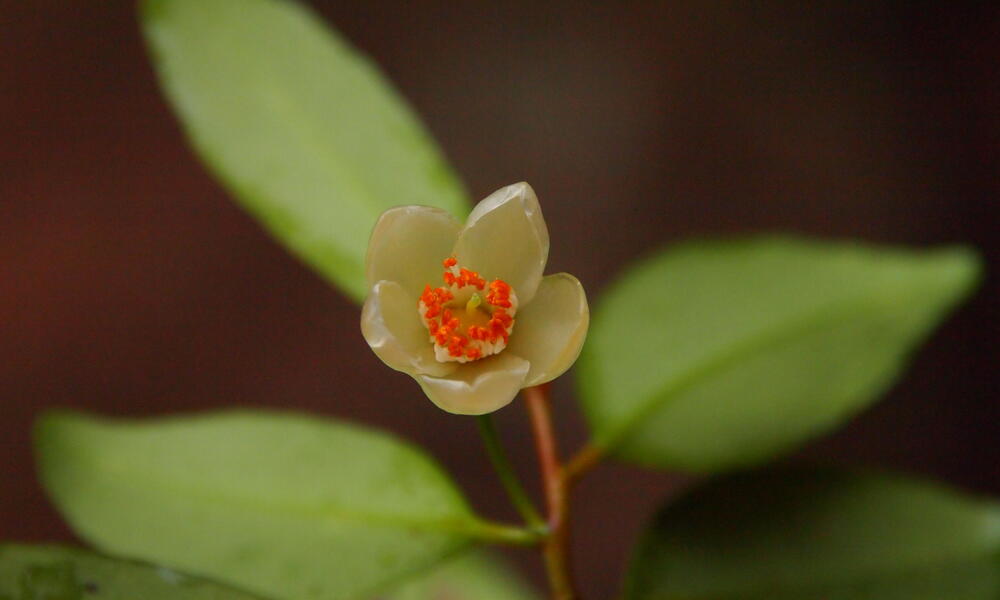  Cleyera bokorensis is a beige flower with bright red in the middle