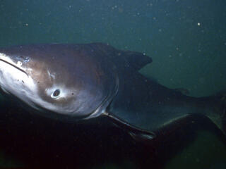 giant catfish mekong