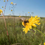 a bee on a flower bud