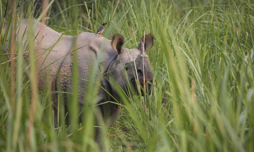 Rhino in grass