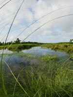 freshwater marsh Sundarbans