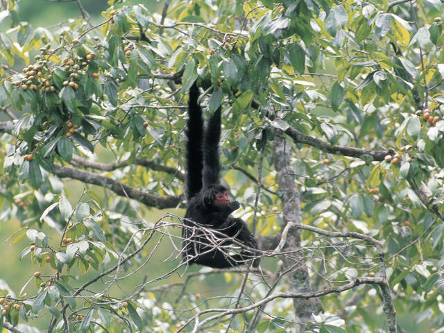 Black Spider Monkey