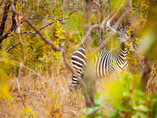 zebra mirror Greg Armfield WW1113071