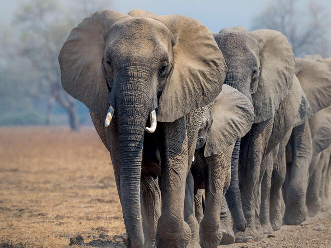 A herd of African elephants (Loxodonta africana) walking in line