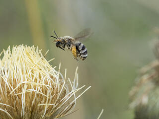 A single flying digger be hovers above a yellow and white flower