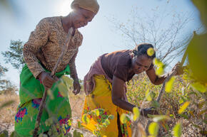 Farming for devil's claw in Namibia