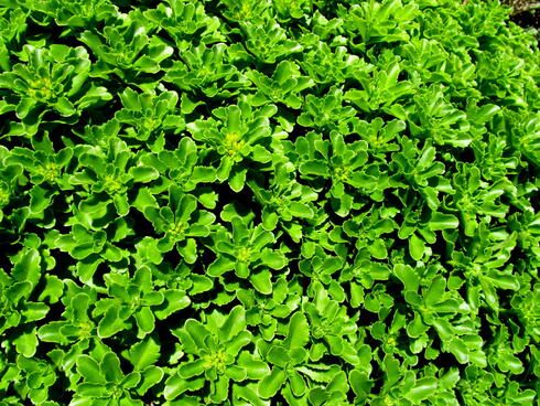 WWF HQ green roof