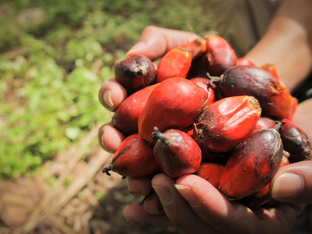 Oil Palm Plantation