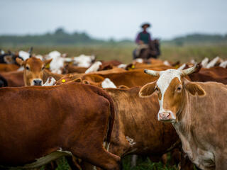 herding cattle in the gran chaco