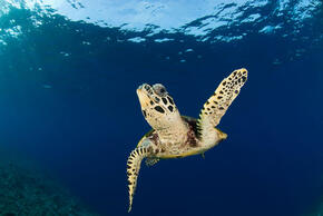 Hawksbill turtle (Eretmochelys imbricata), New Britain, Papua New Guinea.