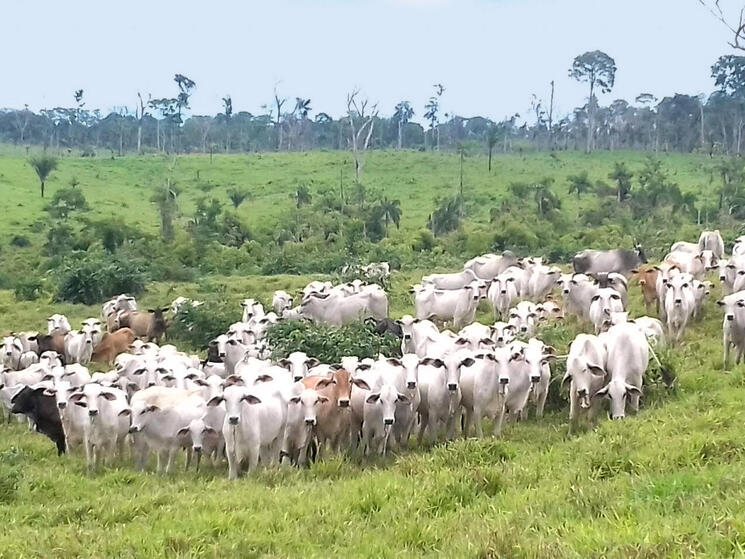 Cattle in field