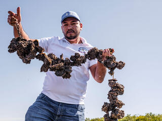 Pedro Alfonso Lopez Gonzalez holds a string of oysters on a sunny day