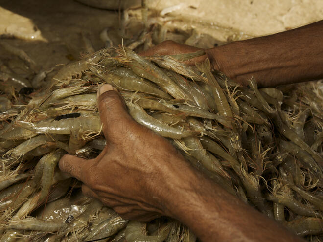 Farmed Shrimp