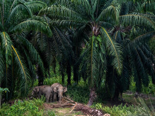 Two elephants emerge from a palm oil plantation