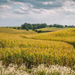 An oasis for wildlife, Spin and Mindy's homestead perches atop rolling hills flanked by corn fields 