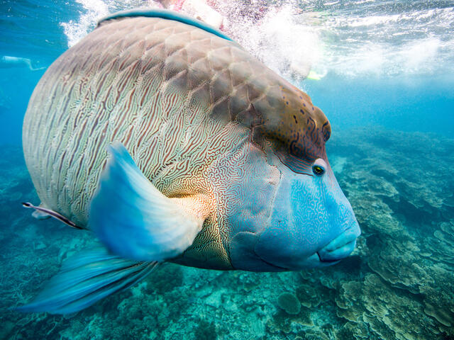 A humphead Maori wrasse (Cheilinus undulatus) on the Great Barrier Reef, Cairns, Australia