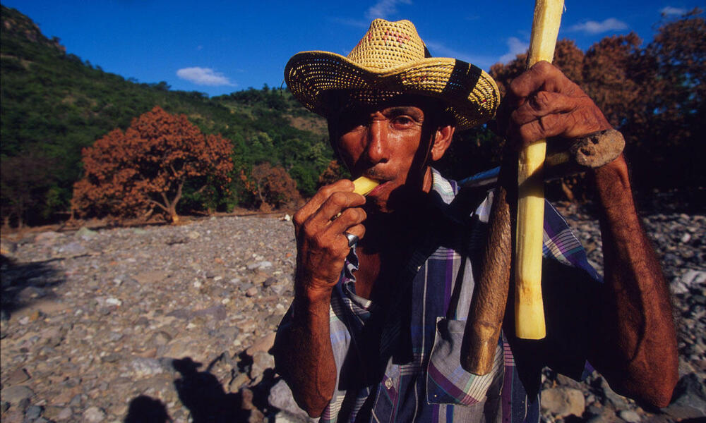 This pheasant farmer stands in front of agricultural land destroyed by a hurricane. 