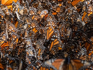 Dozens of monarch butterflies cluster on a tree in butterfly reserve in Mexico