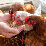 chickens eating food from someone's hands