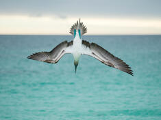 blue footed booby galapagos Tui De Roy WW24425