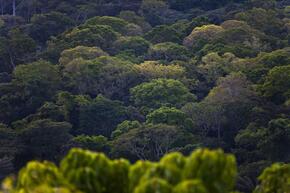 Forest, East province, Cameroon