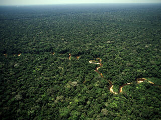 Meandering stream in a rainforest