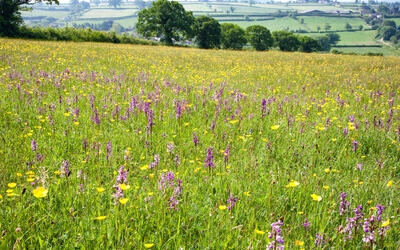 A landscape photo of a field of wildflowers