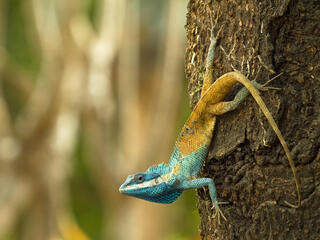 A lizard with a turquoise head and orange tail climbs down a tree trunk