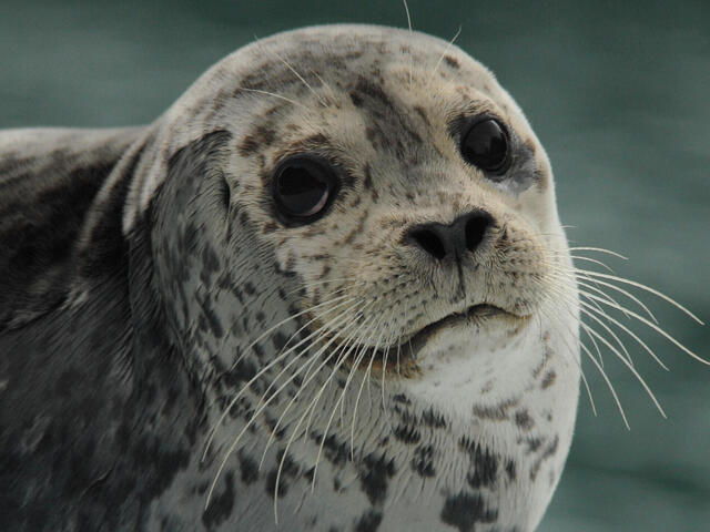 harbor seals