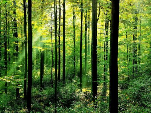 Light filters through trees in the woods