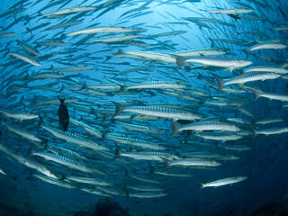 Schooling barracudas