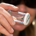 Alexis Bonogofksy examines a wasp in a sealed sample container