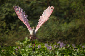 bird in flight