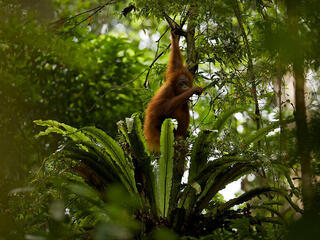 Borneo orangutan